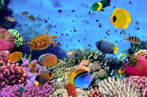 Aquariumpumpe