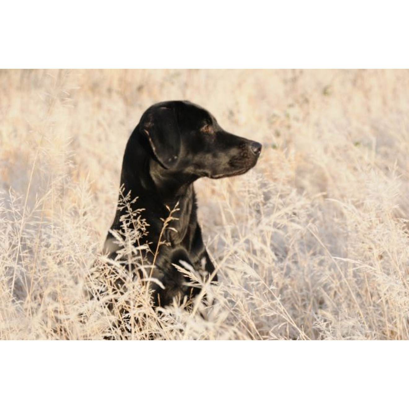 Akustikbild Hund in der Wiese