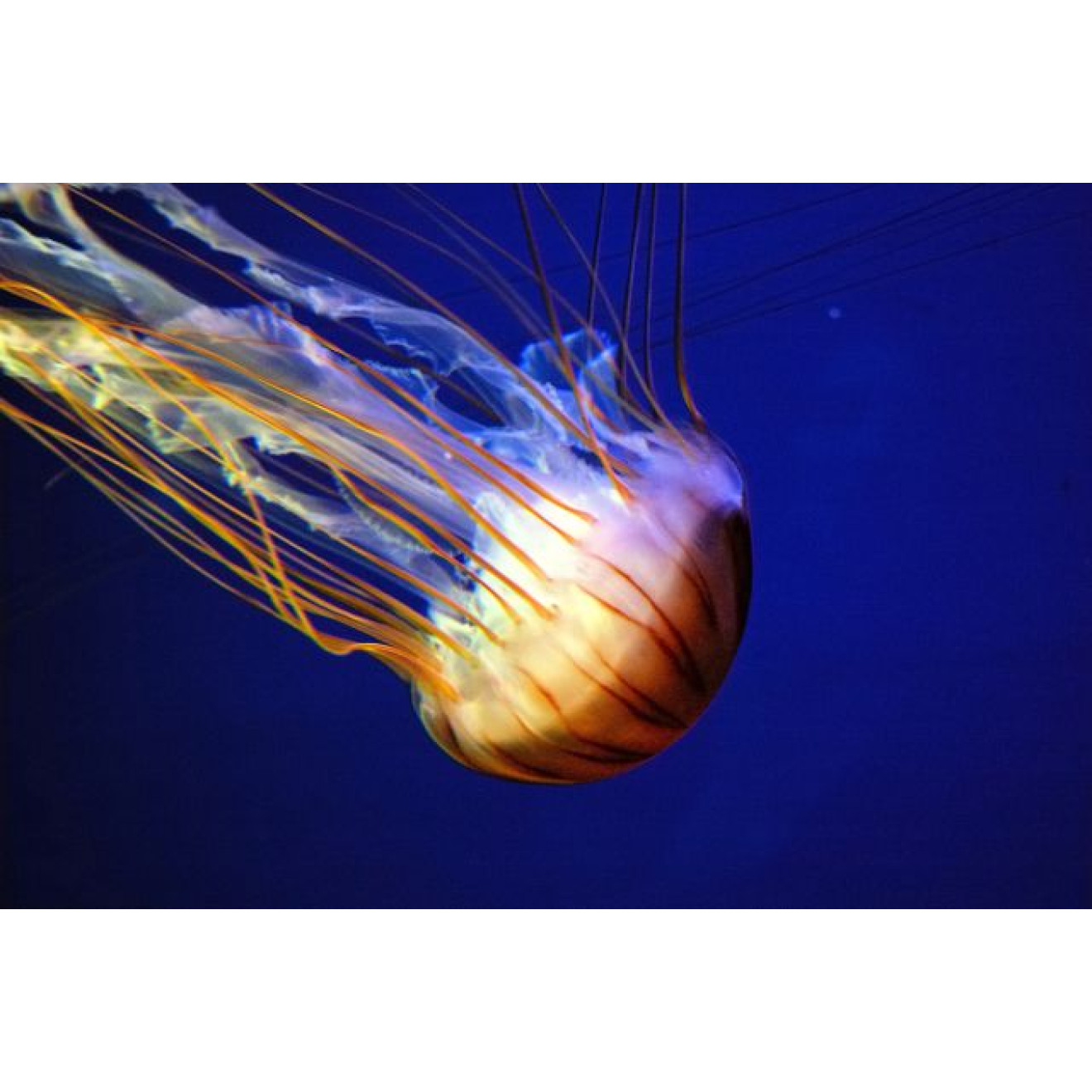 Akustikbild Qualle im Meer