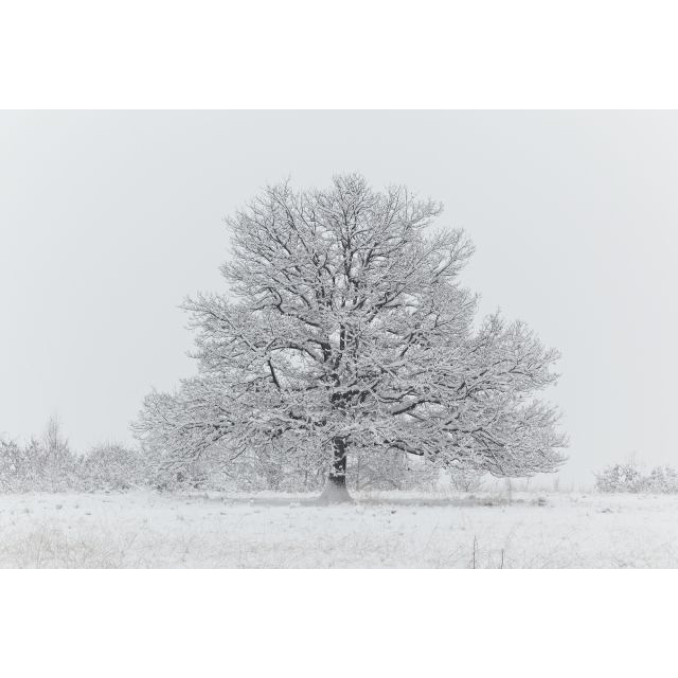 Akustikbild Schneebedeckter Baum