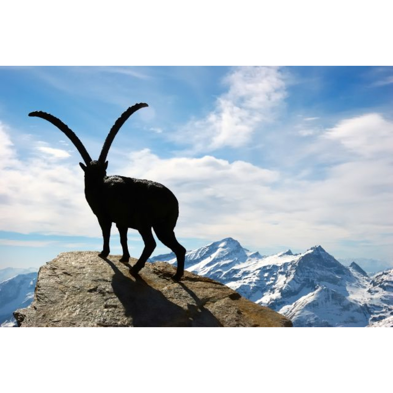 Akustikbild Steinbock