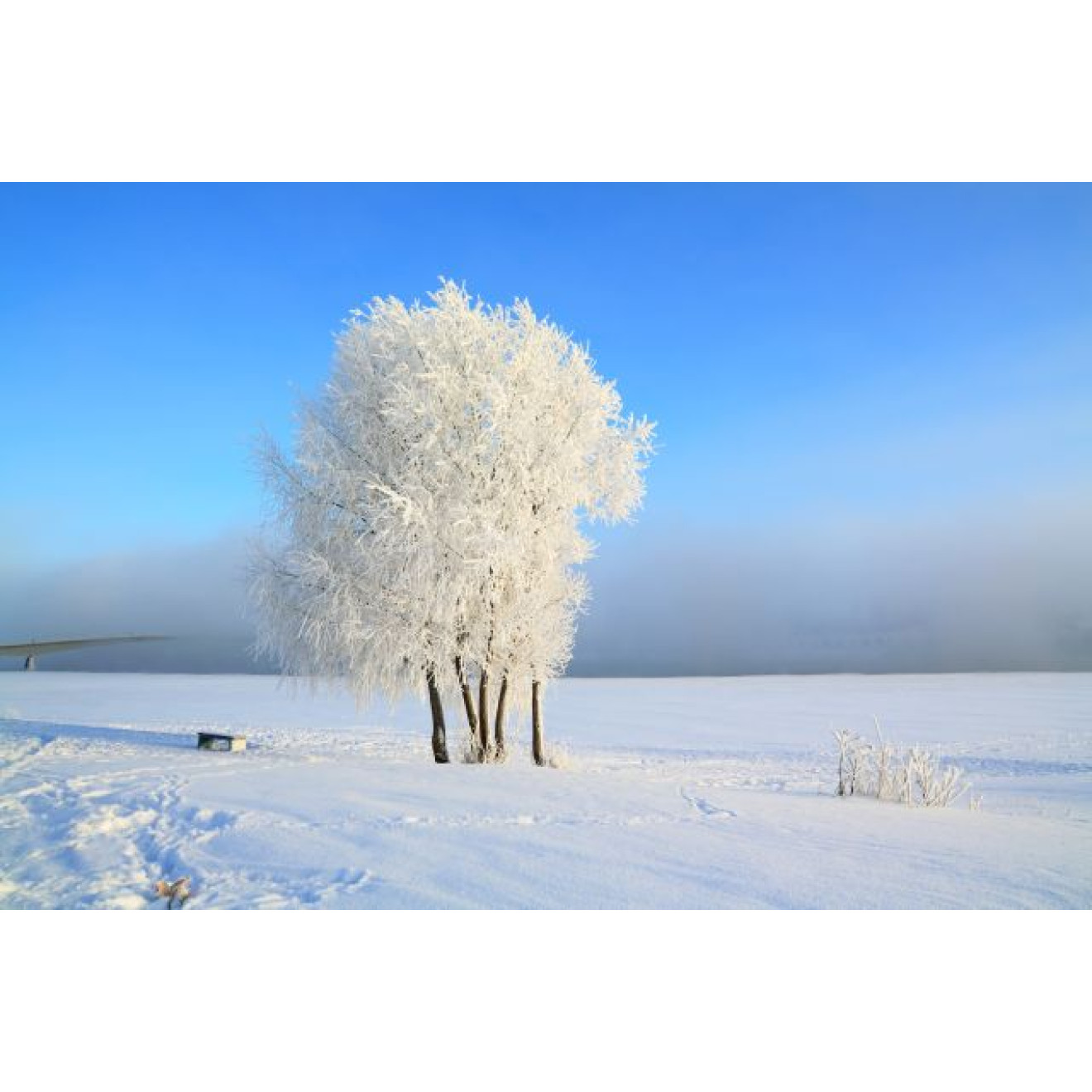 Akustikbild Schneebaum in der Landschaft