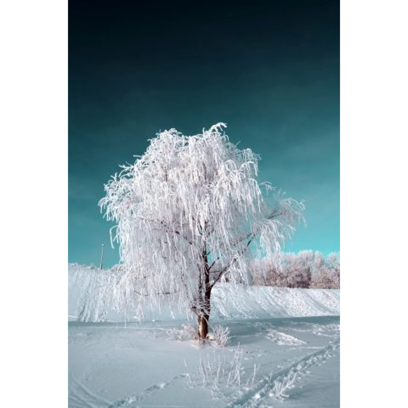 Akustikbild Schneebedeckter Baum unter blauem Himmel
