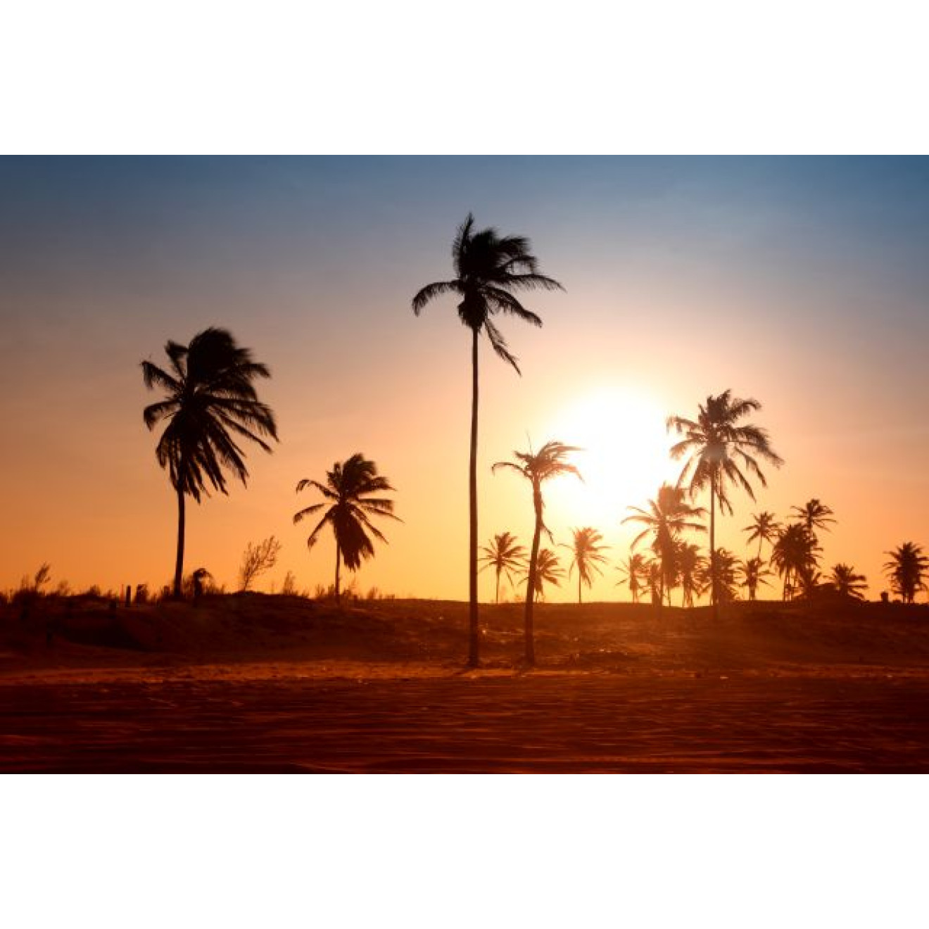 Akustikbild Palmengruppe im Sonnenuntergang