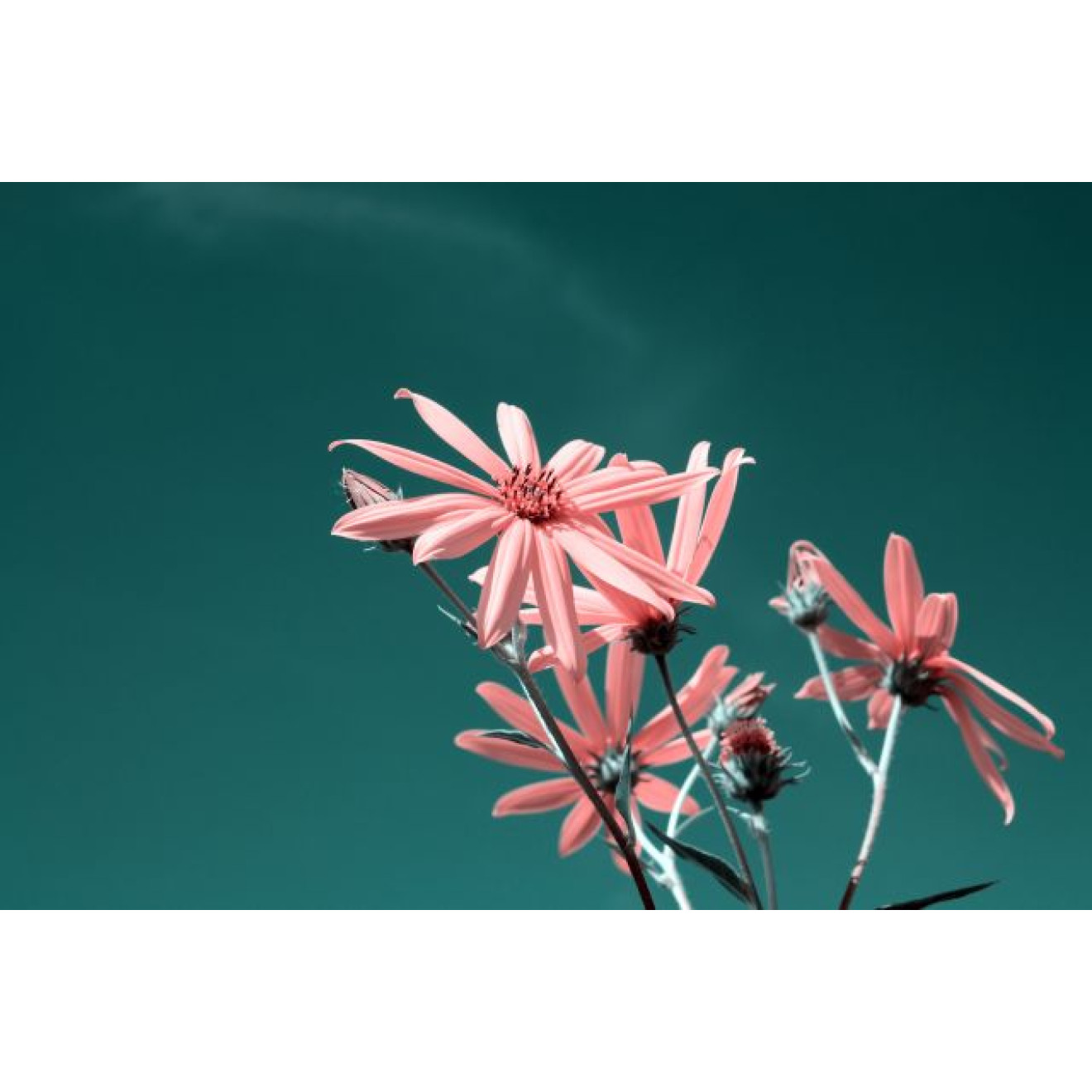 Akustikbild Rosa Blume