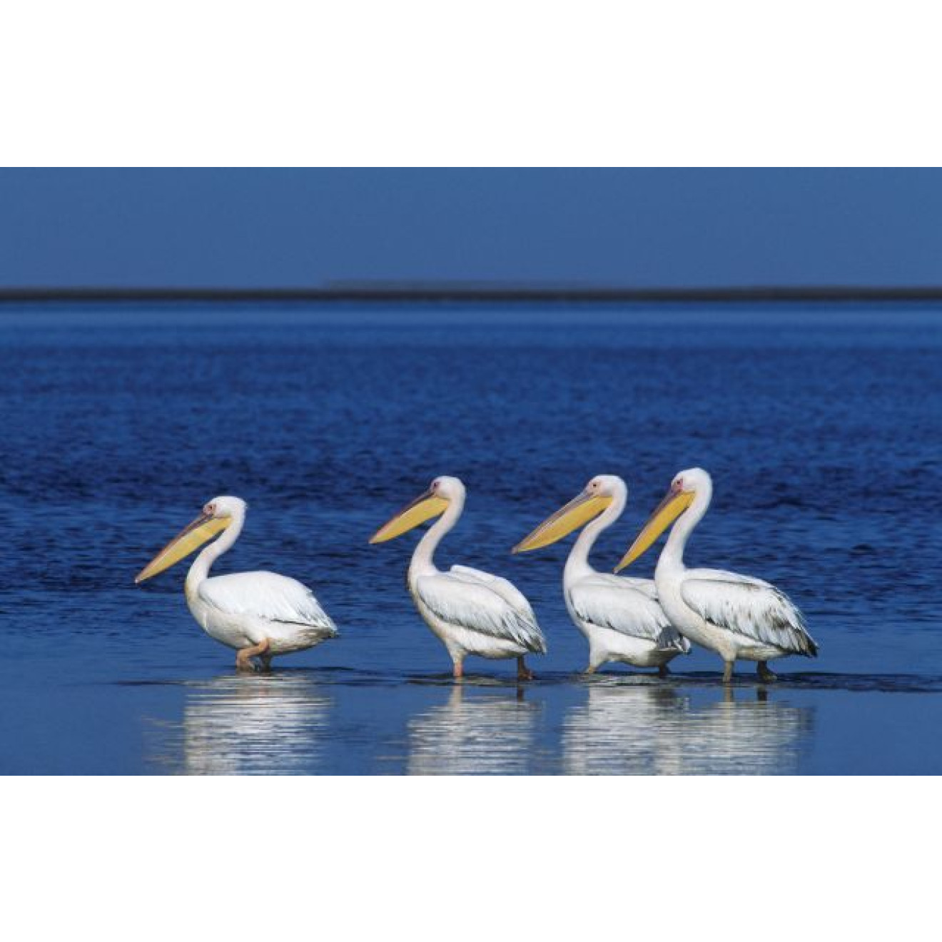 Akustikbild Pelikane im See