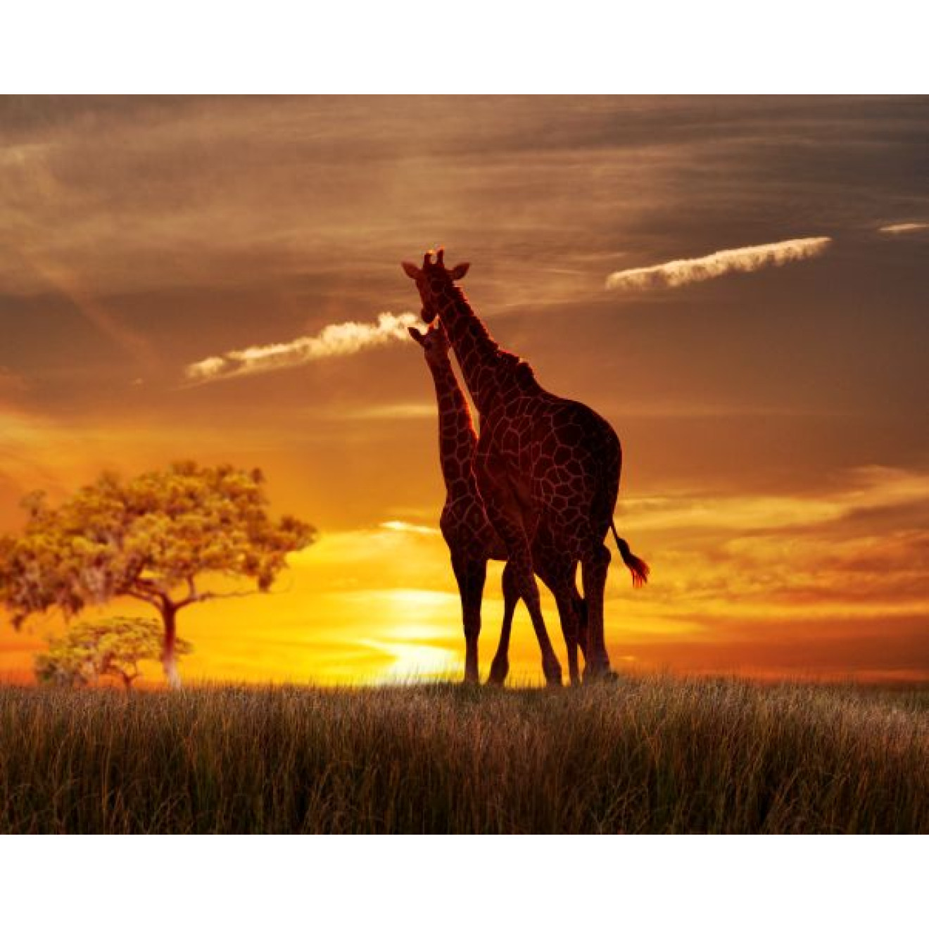 Akustikbild Giraffen