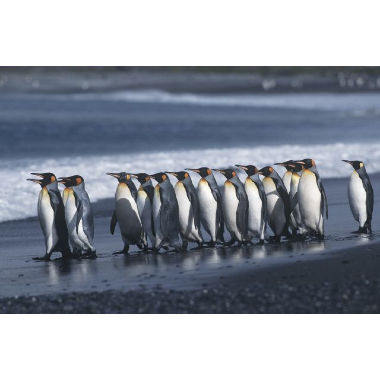 Akustikbild Pinguine