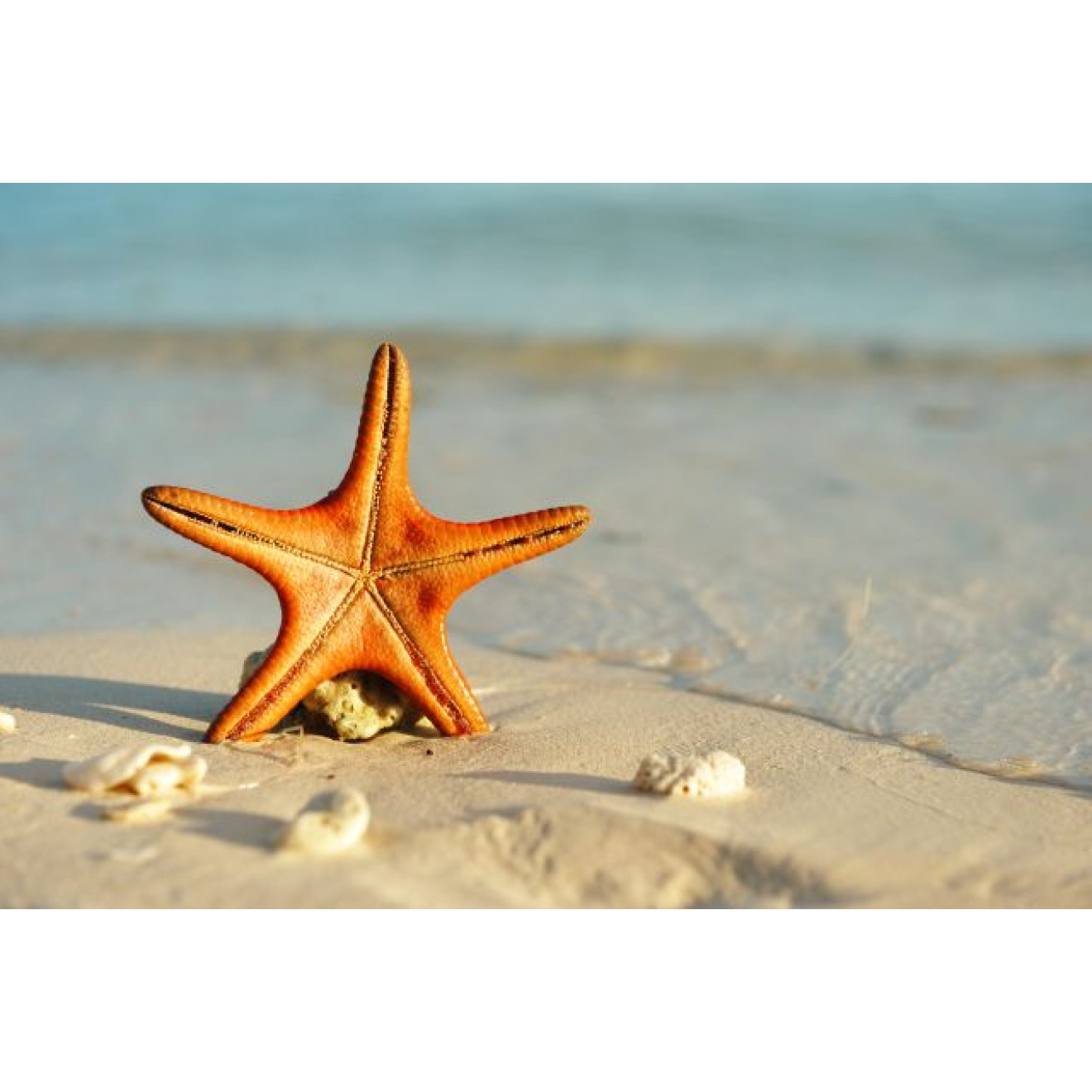 Akustikbild Seestern am Strand