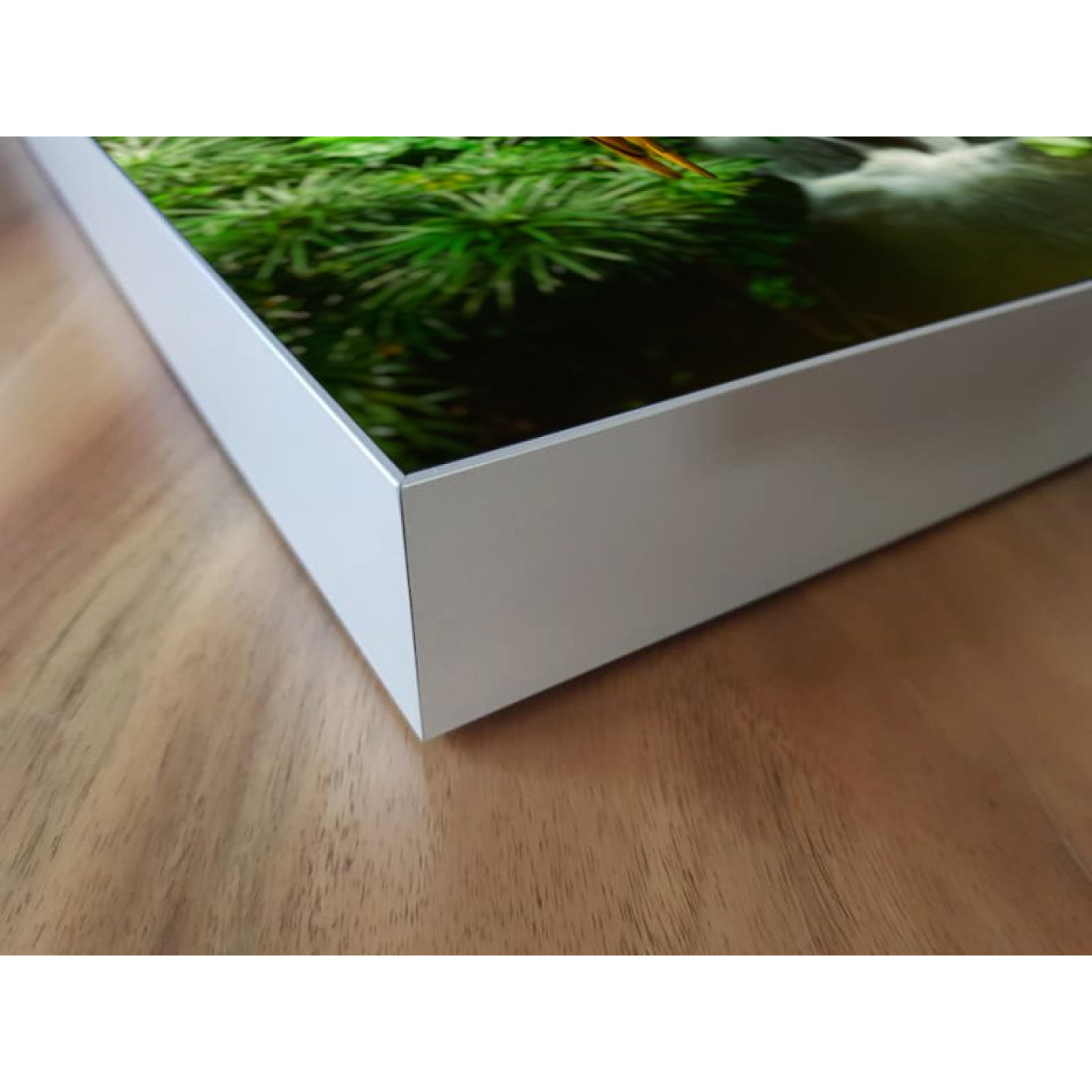 Akustikbild Papageien Trio
