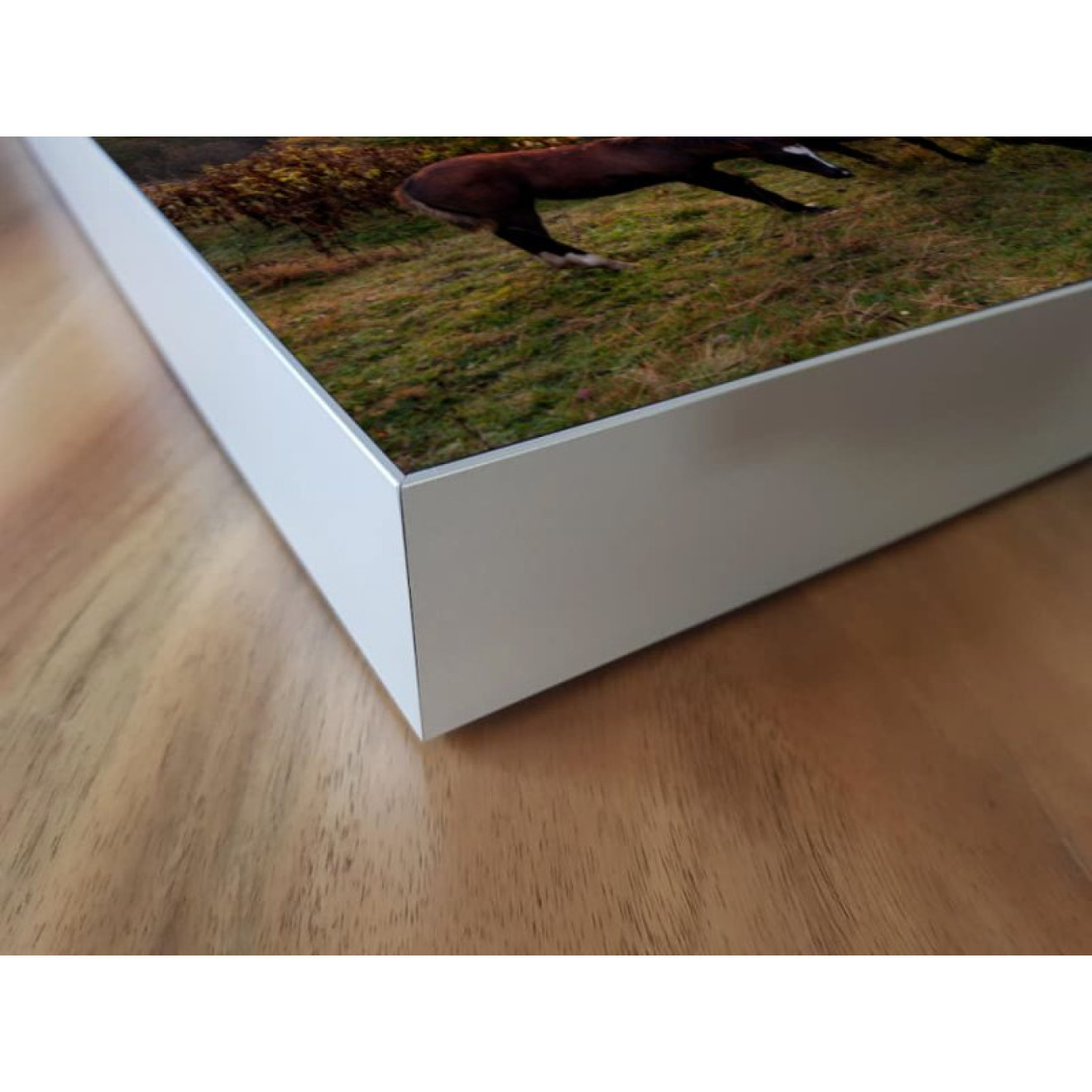 Akustikbild Glückliche Pferde
