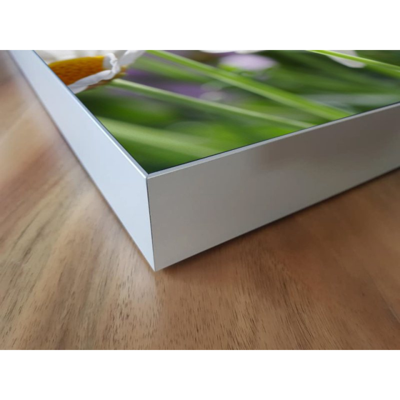 Akustikbild Gänseblümchen