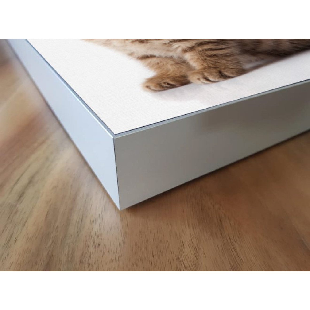 Akustikbild Babykatzen