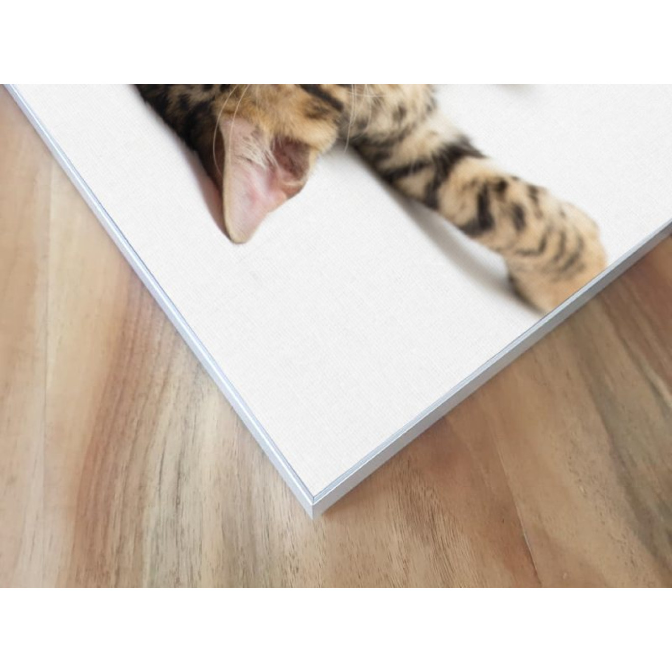 Akustikbild Müde Katze