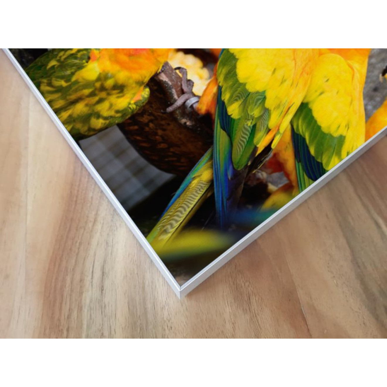 Akustikbild Papagei Versammlung