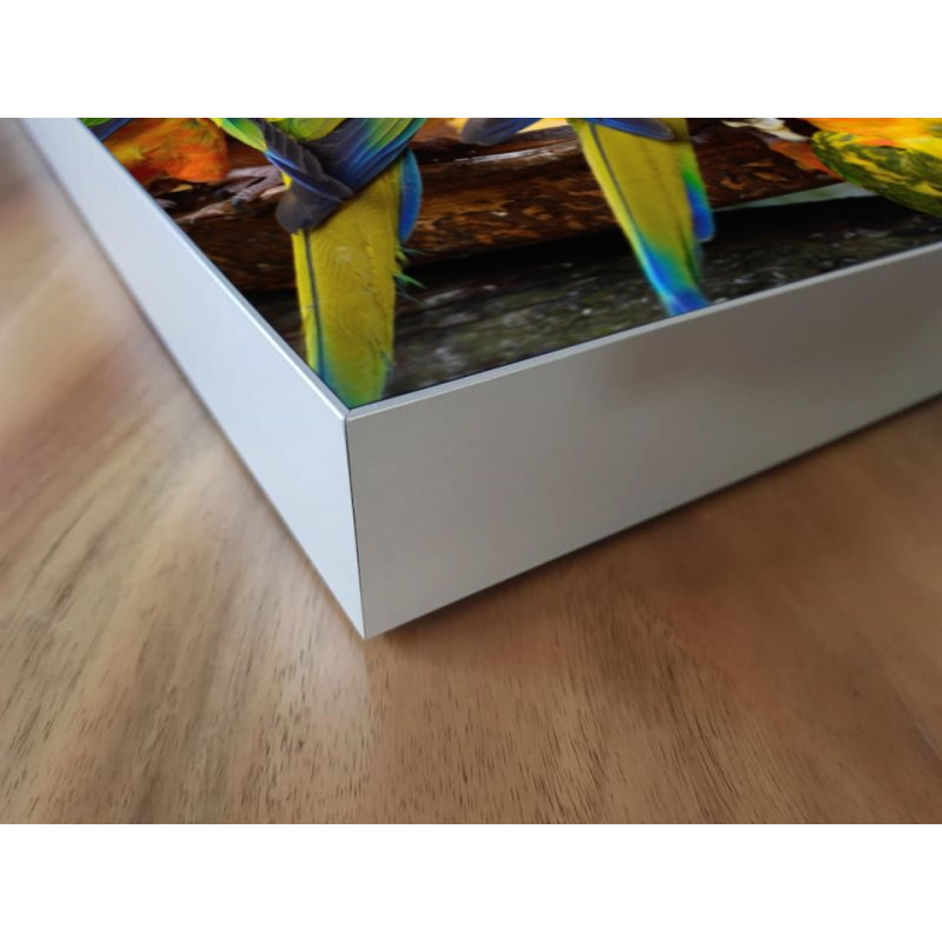 Akustikbild Papagei Versammlung