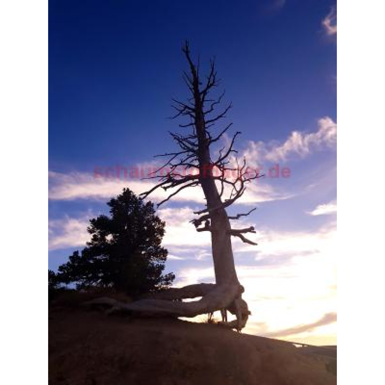 Akustikbild Baum im Sonnenuntergang