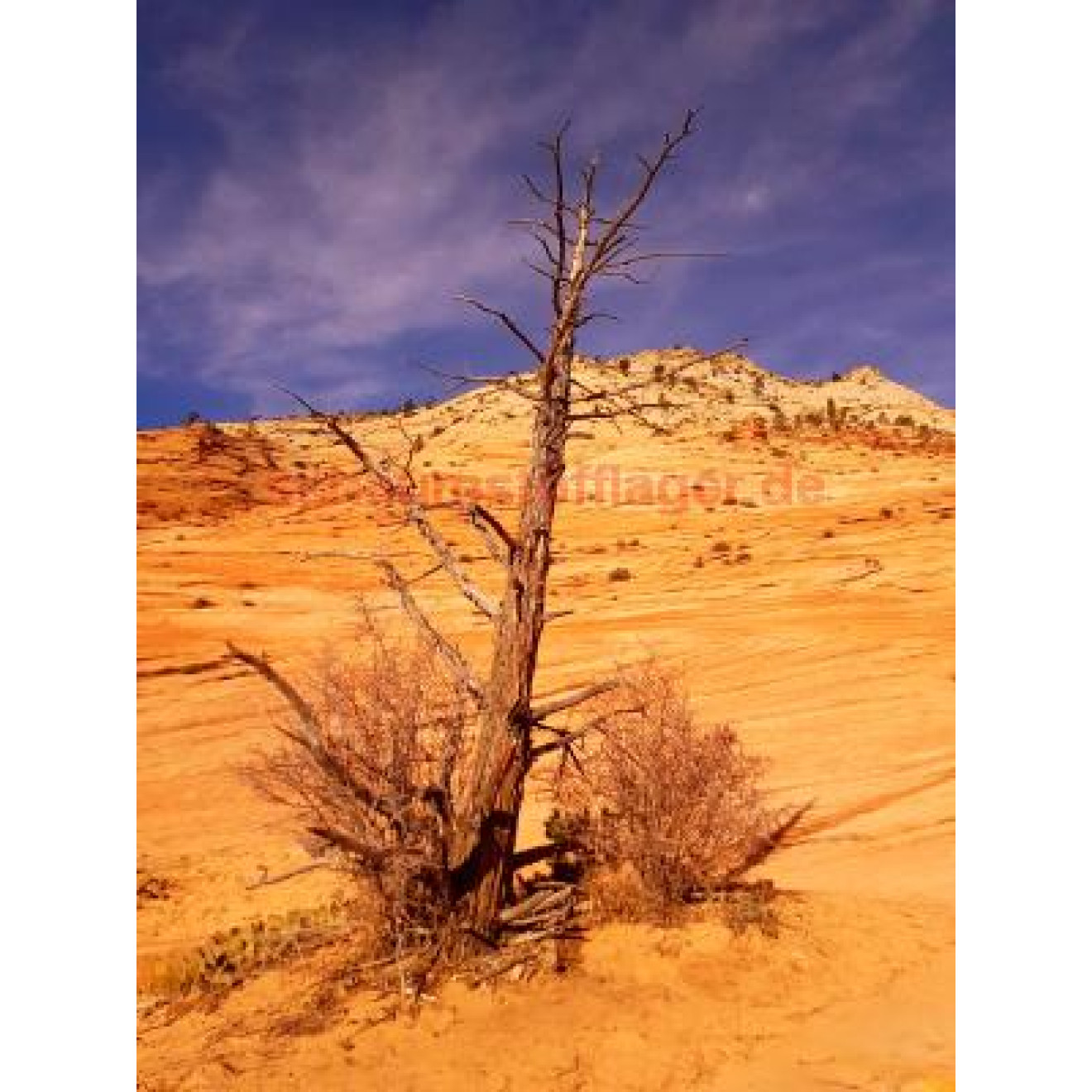 Akustikbild Zion Nationalpark vertrockneter Baum