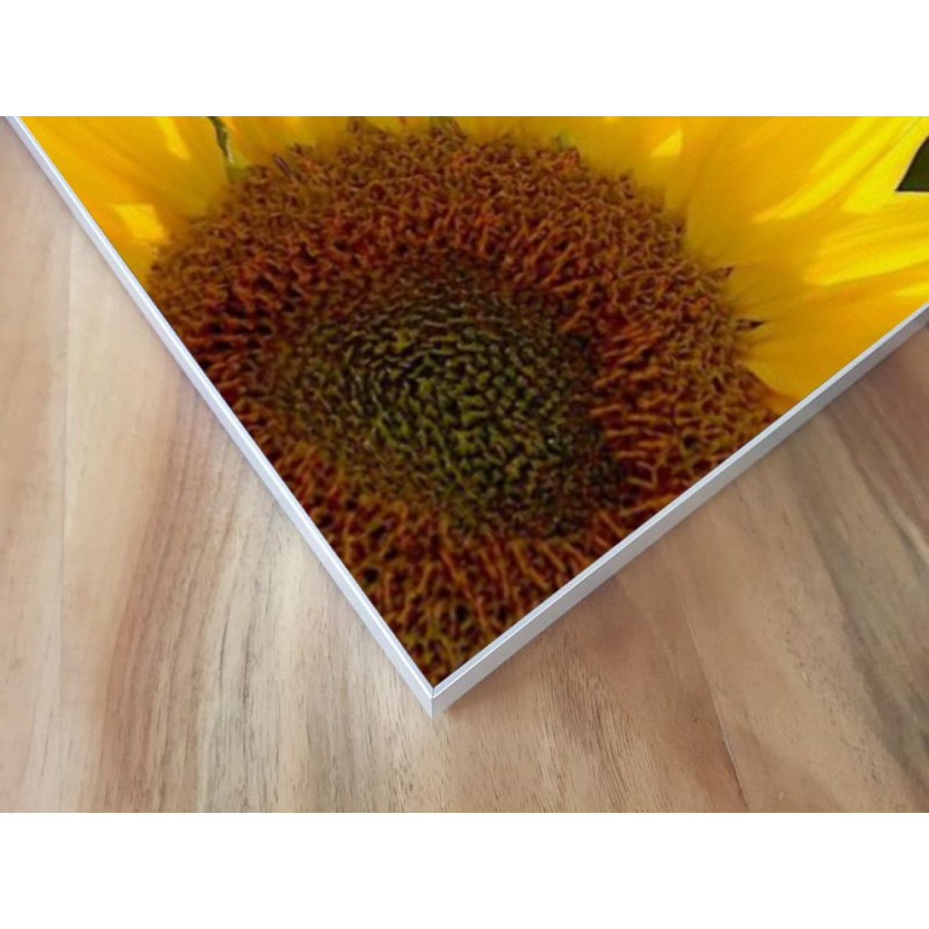 Akustikbild Sonnenblume