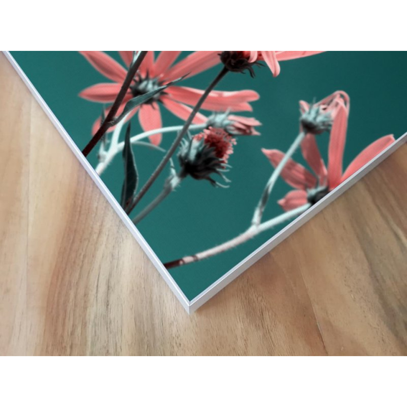 Akustikbild Rosa Blume