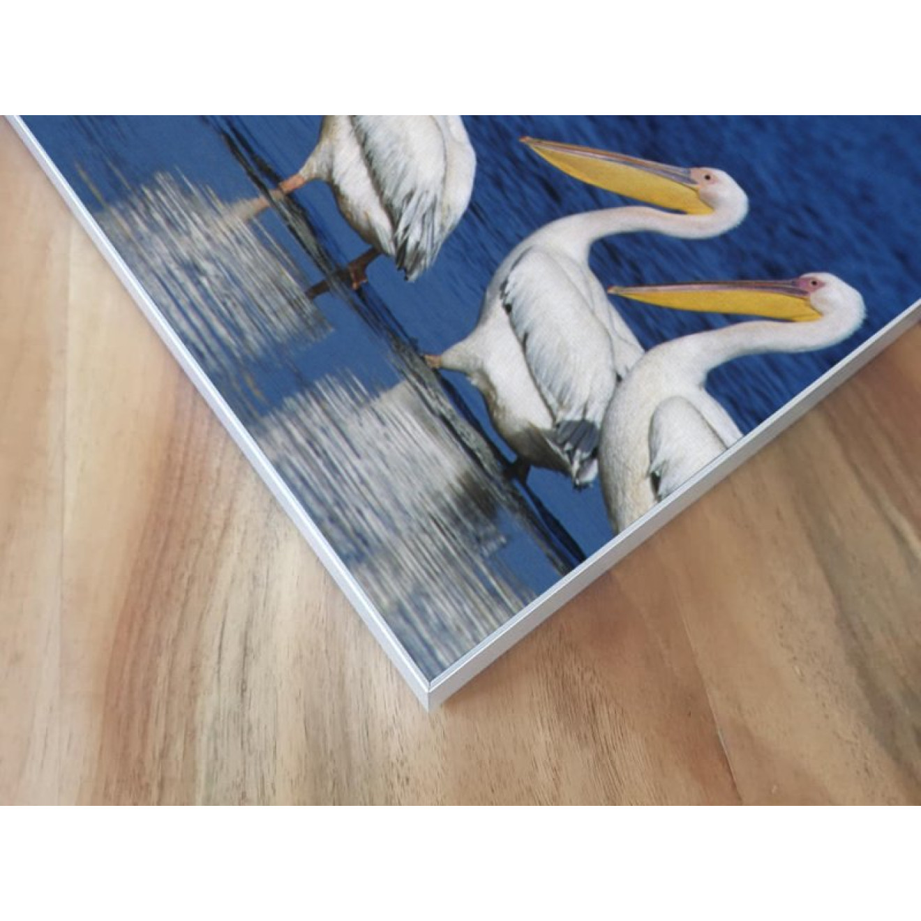 Akustikbild Pelikane im See