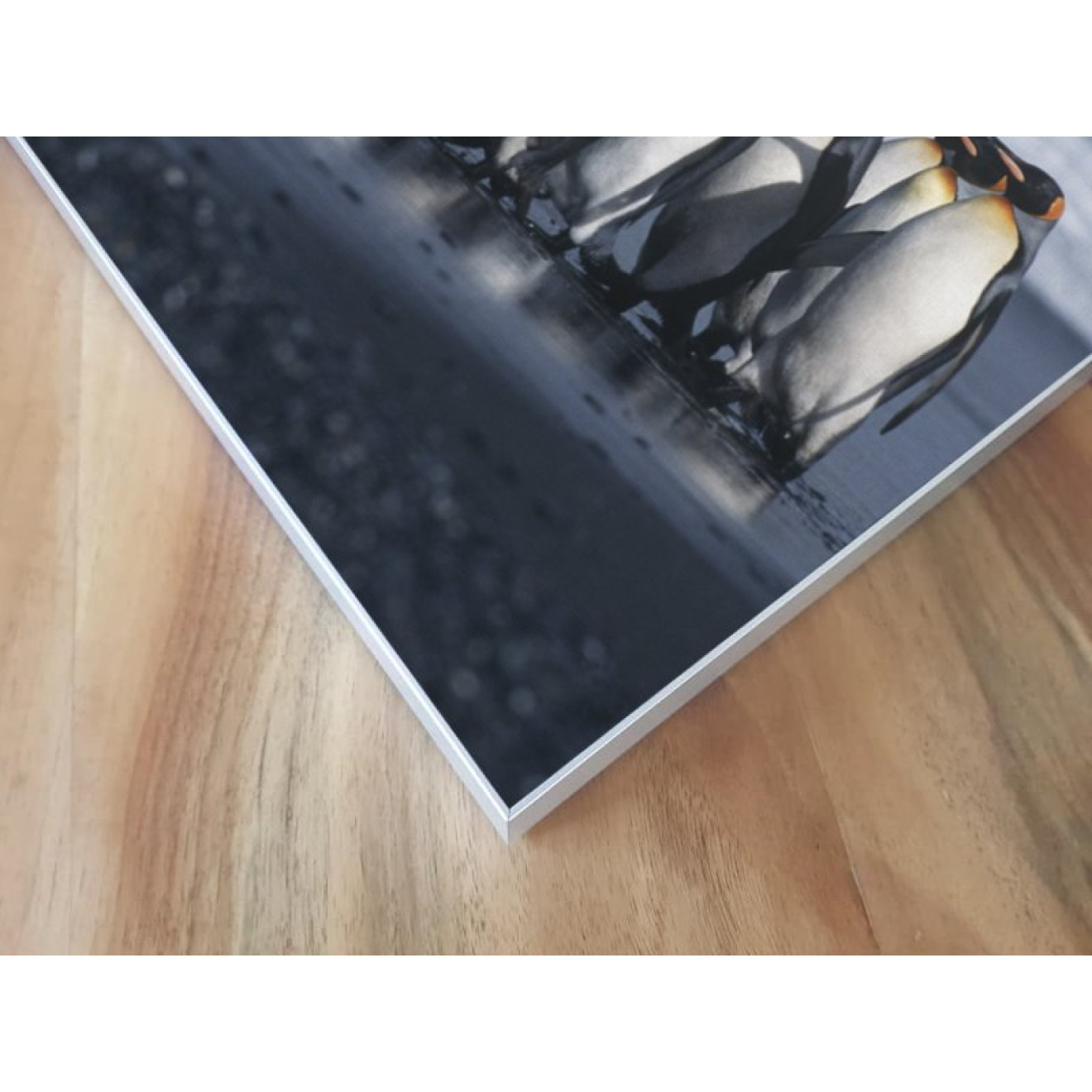 Akustikbild Pinguine
