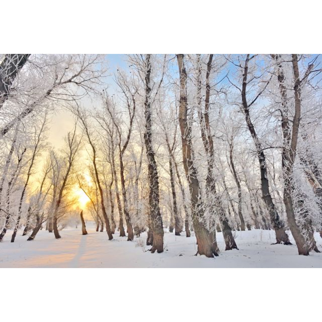 Akustikbild Winterwald