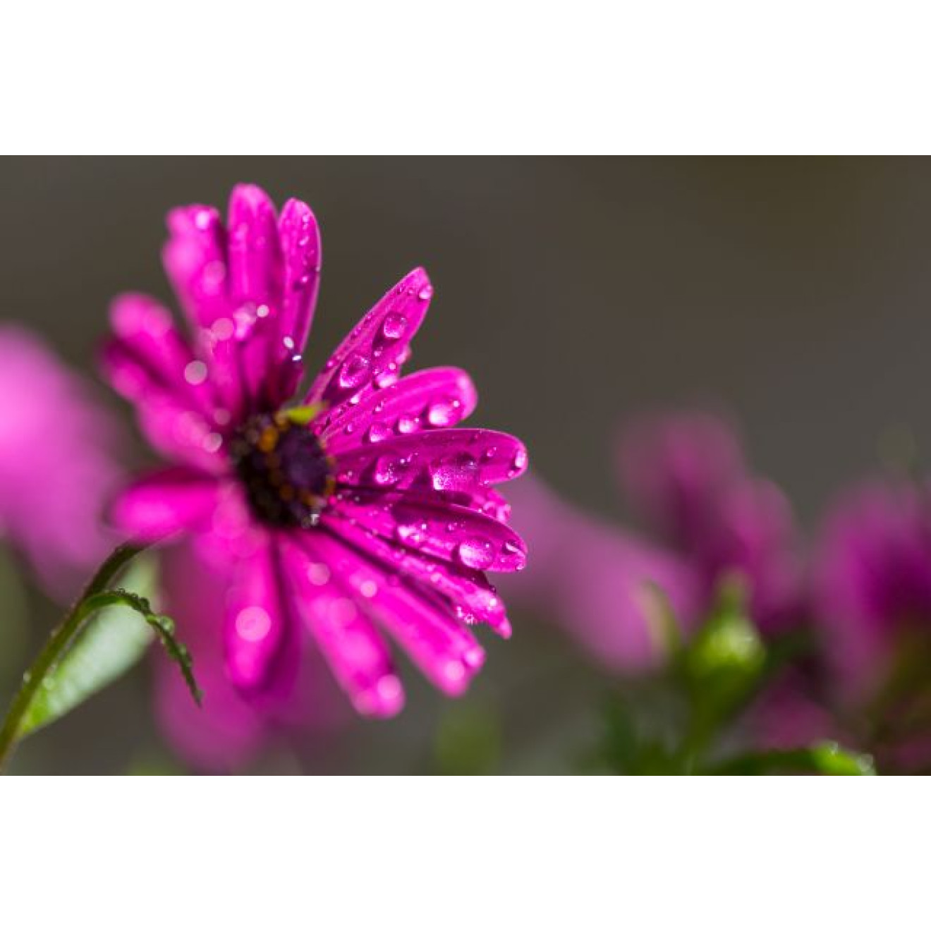 Akustikbild Lila Blume