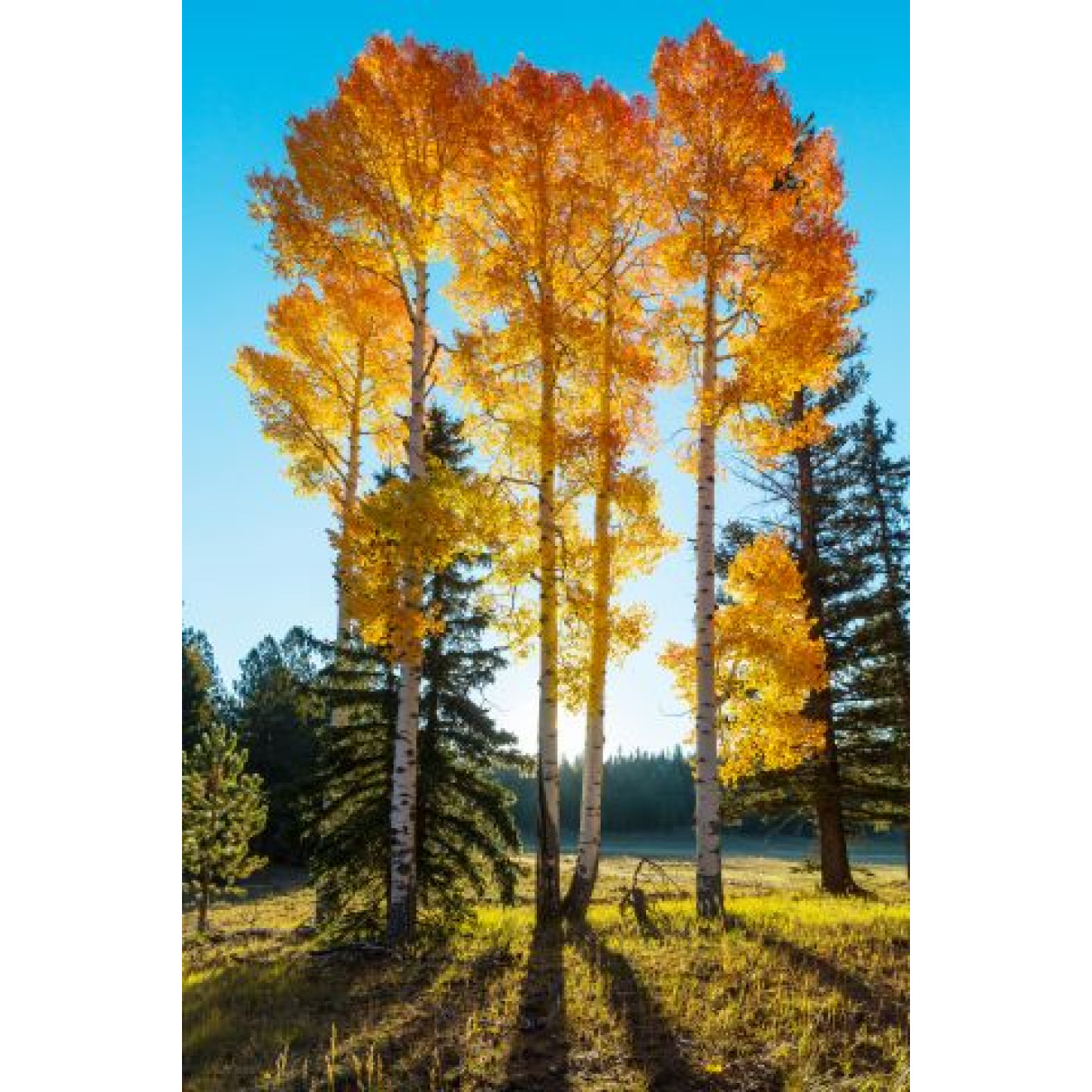 Akustikbild Bäume im Herbst
