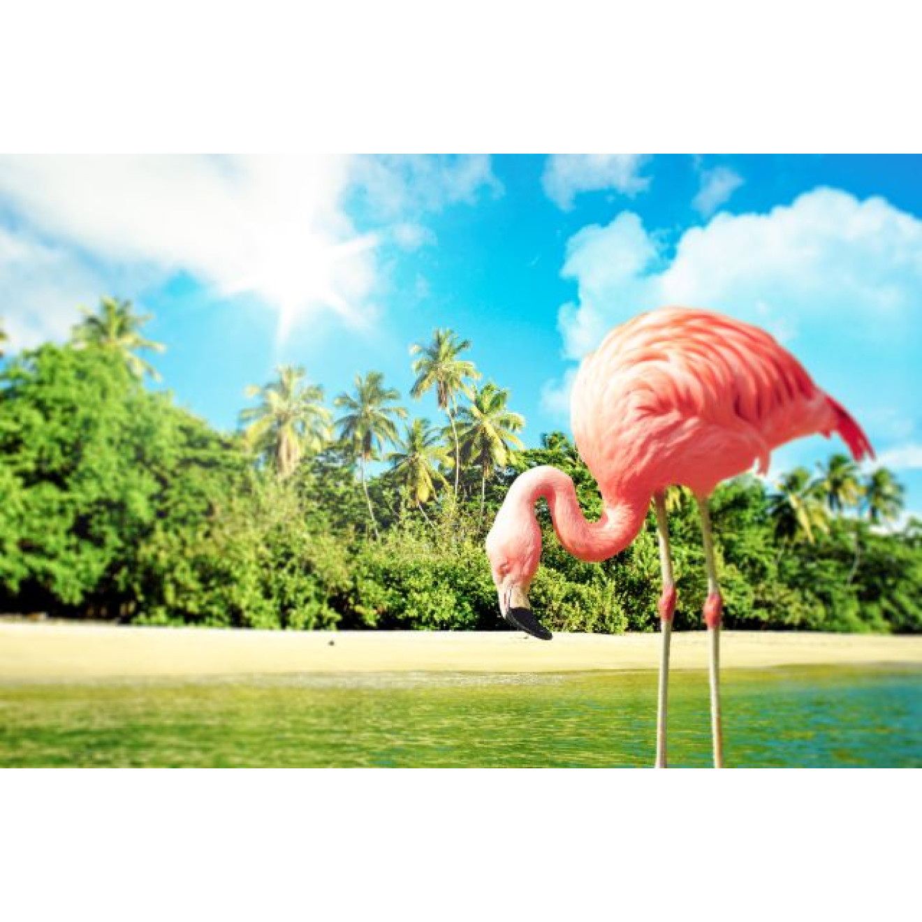 Akustikbild Flamingo