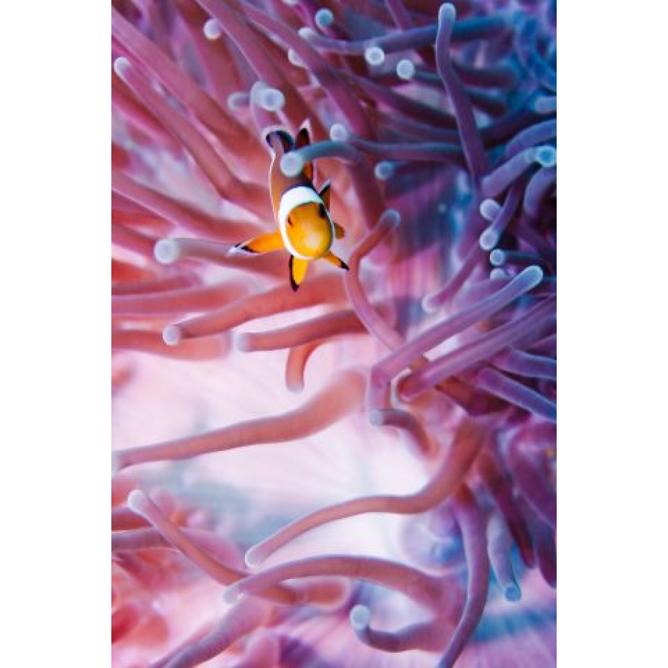 Akustikbild Clownfisch und Anemone