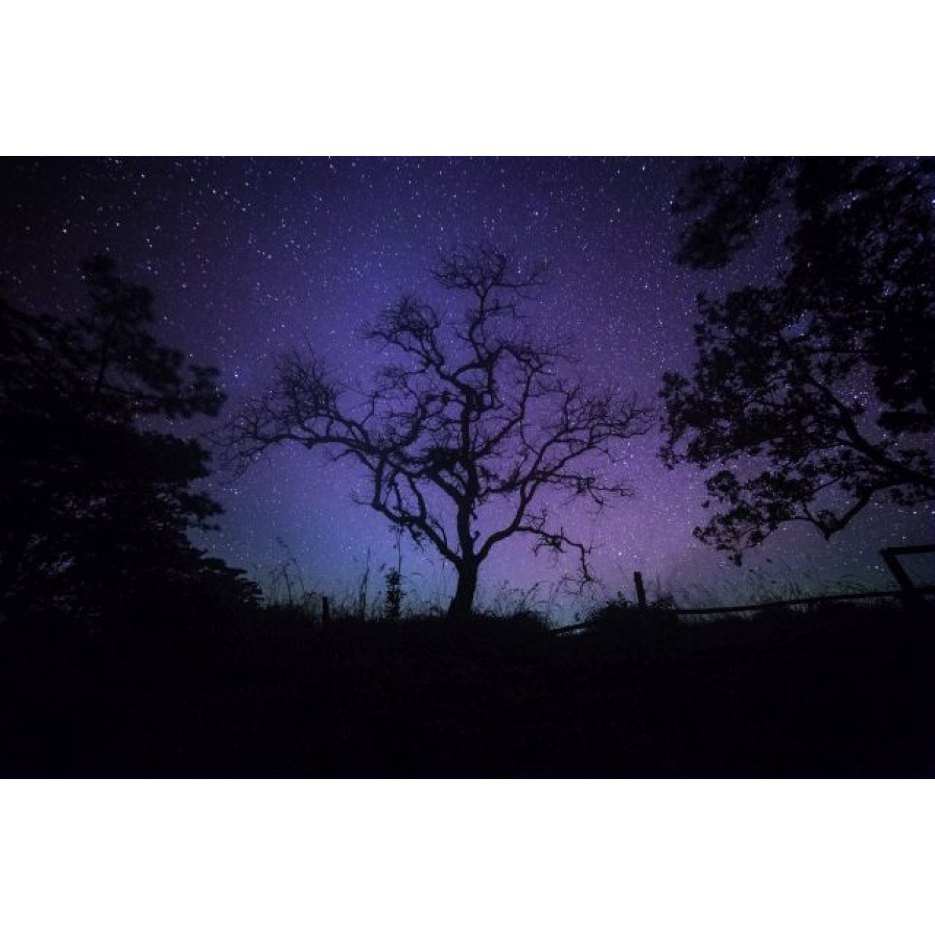 Akustikbild Kahler Baum bei Nacht