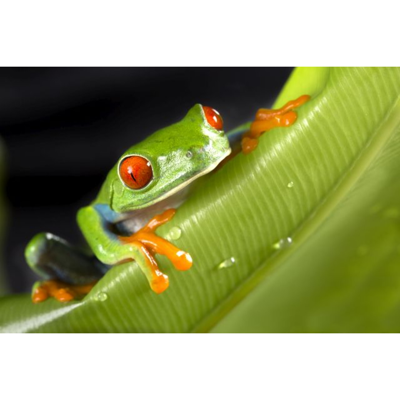 Akustikbild Hallo Frosch