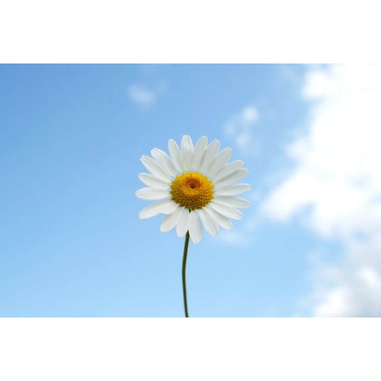 Akustikbild Einfach nur ein Gänseblümchen