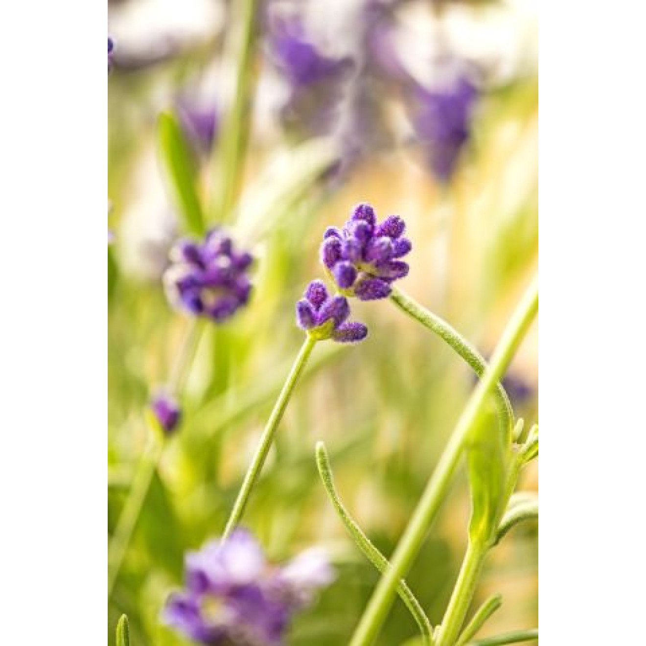 Akustikbild Lilane Wiesenblumen