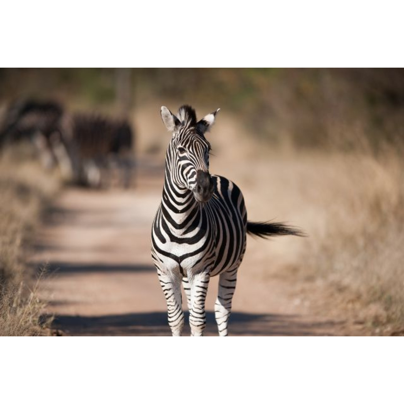 Akustikbild Zebra
