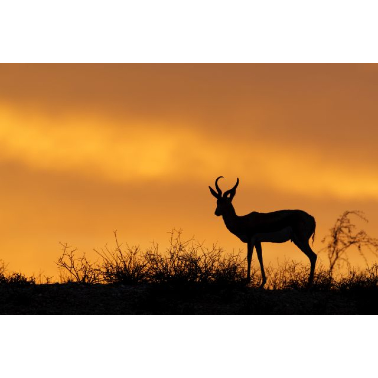 Akustikbild Impalla in der Wüste