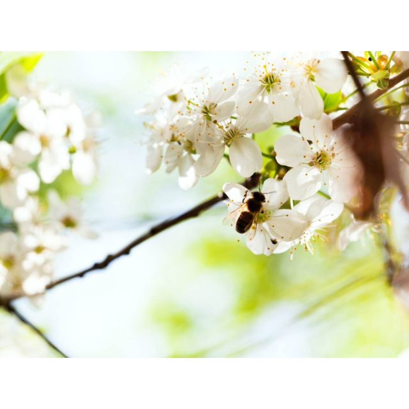 Akustikbild Bienen und Blumen