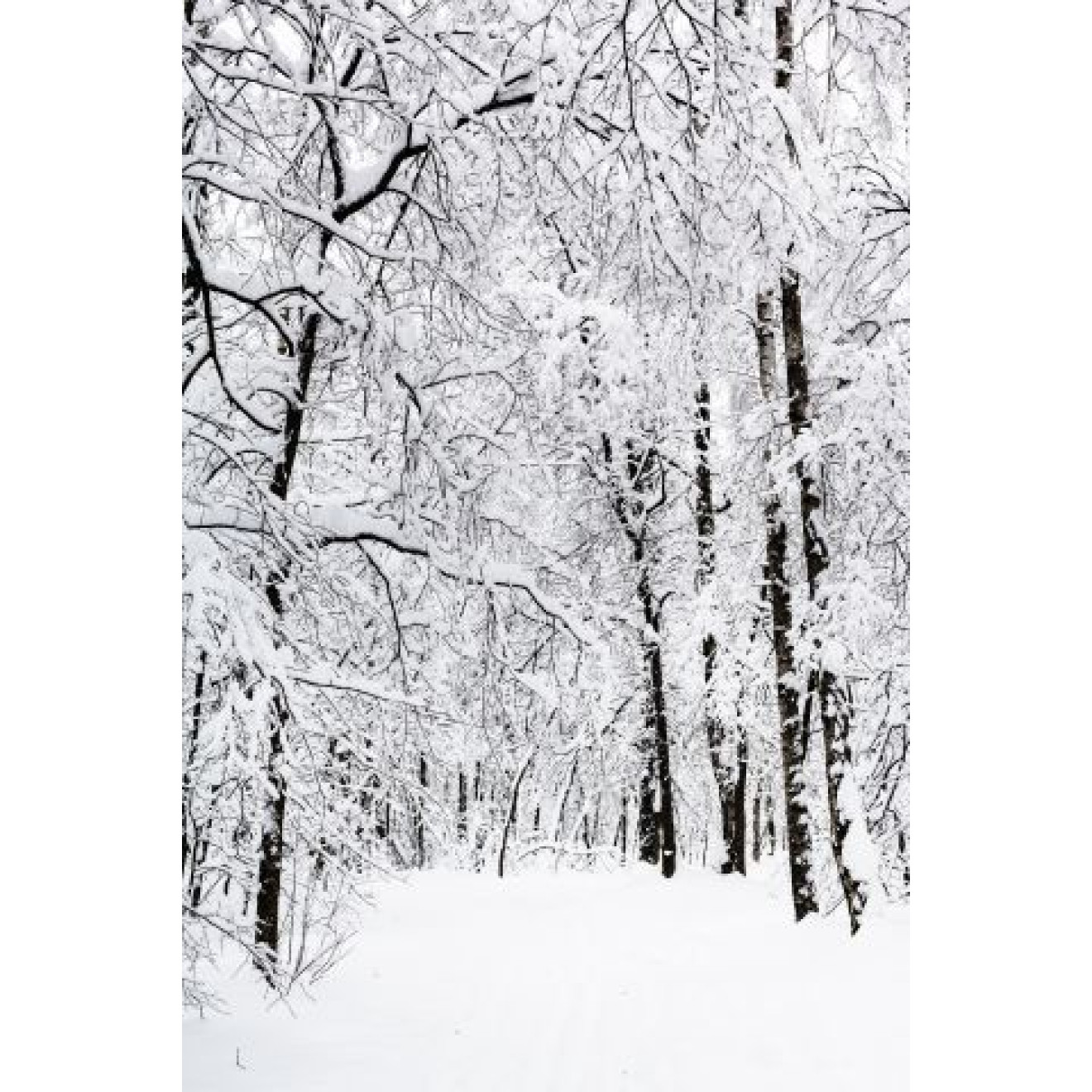 Akustikbild Verschneiter Wald