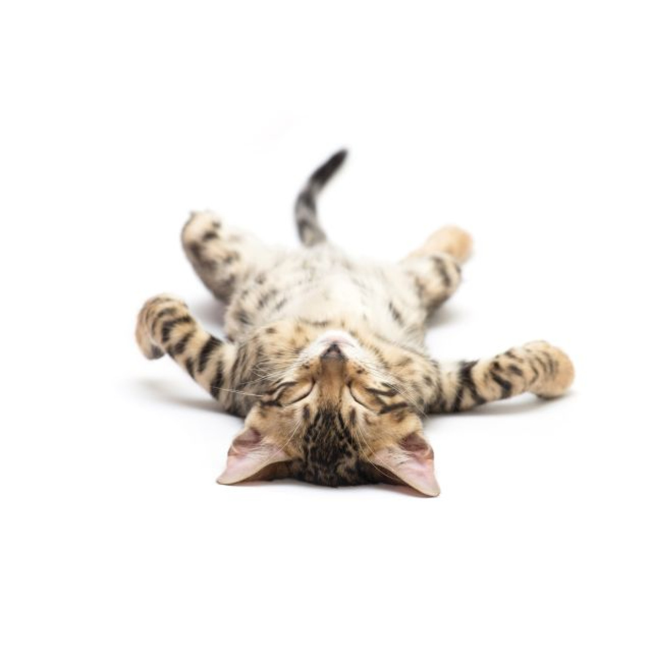 Akustikbild Müde Katze