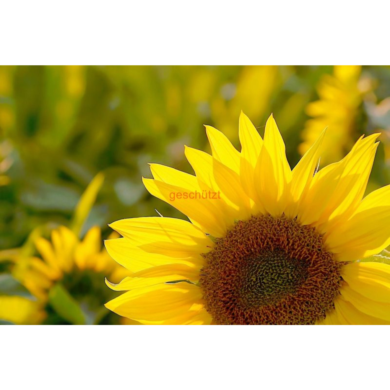 Akustikbild Sonnenblume