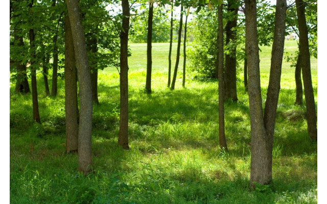Akustikbild Grüne Lichtung