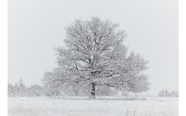 Akustikbild Schneebedeckter Baum