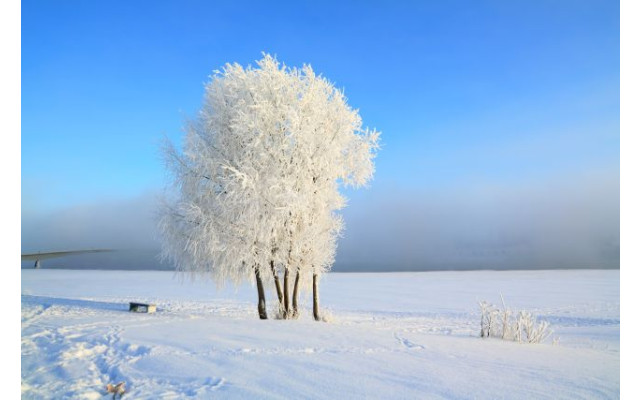 Akustikbild Schneebaum in der Landschaft