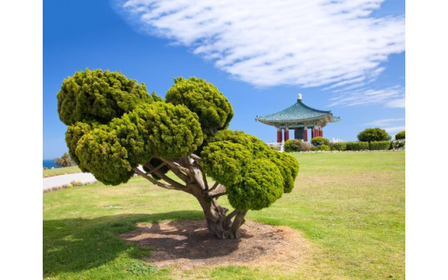 Akustikbild Schöner Baum in Asien