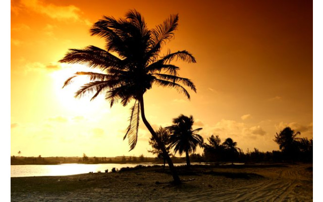 Akustikbild Palme im Sonnenuntergang