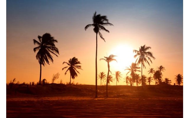 Akustikbild Palmengruppe im Sonnenuntergang