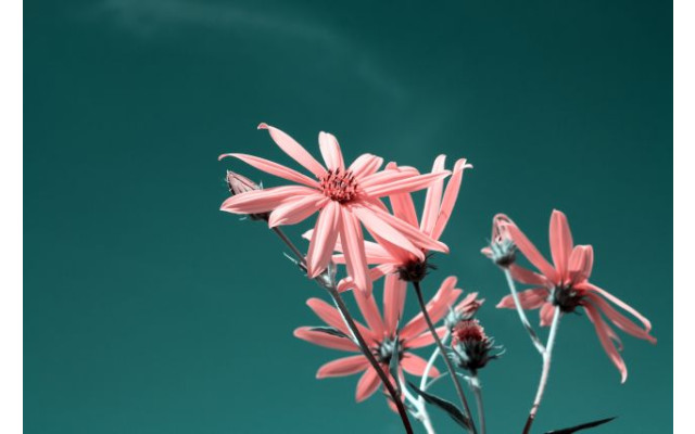 Akustikbild Rosa Blume
