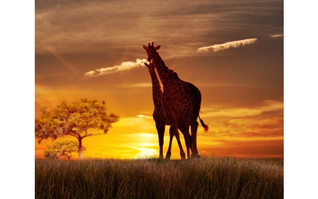 Akustikbild Giraffen