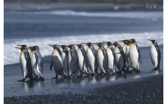Akustikbild Pinguine